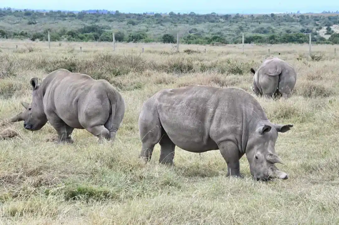 Rhinos at Ol Pejeta Conservancy in Laikipia, Kenya, a leading wildlife conservation area