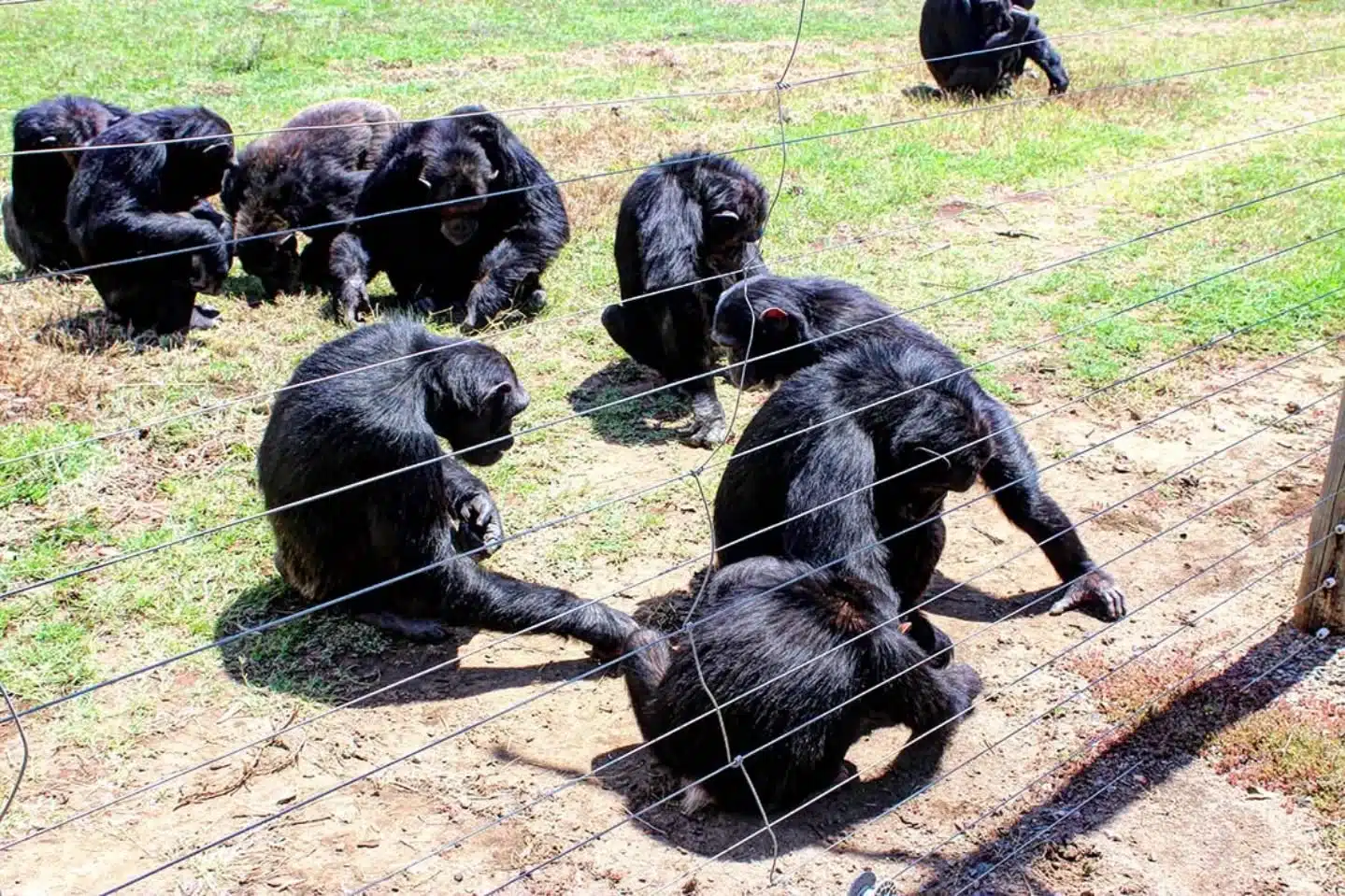 Chimpanzees at Sweetwaters Chimpanzee Sanctuary in Ol Pejeta Conservancy, Laikipia, Kenya