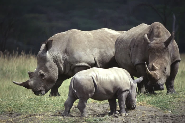The Rhino Sanctuary section of Meru Park