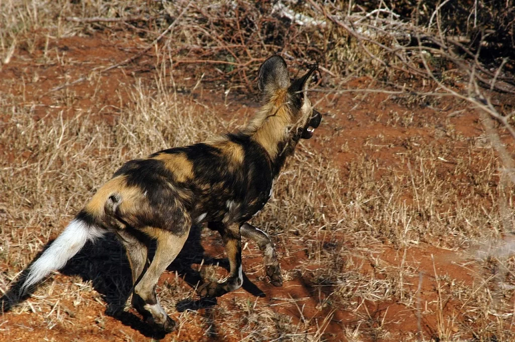 african-wild-dog