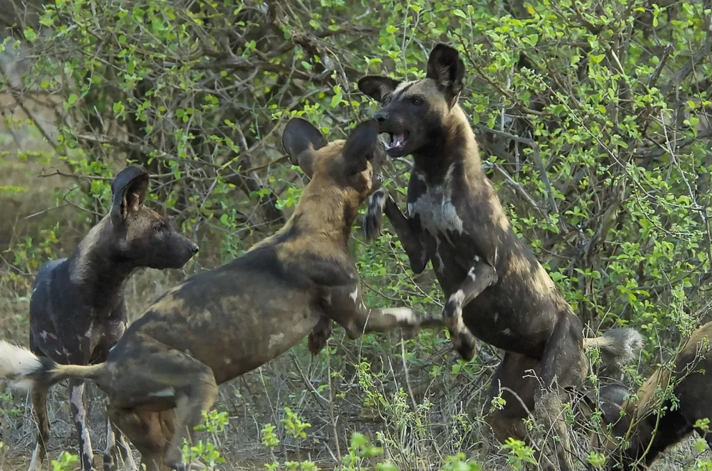 african-wild-dog-in-the-wild