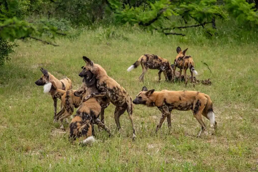 african-wild-dogs-playing