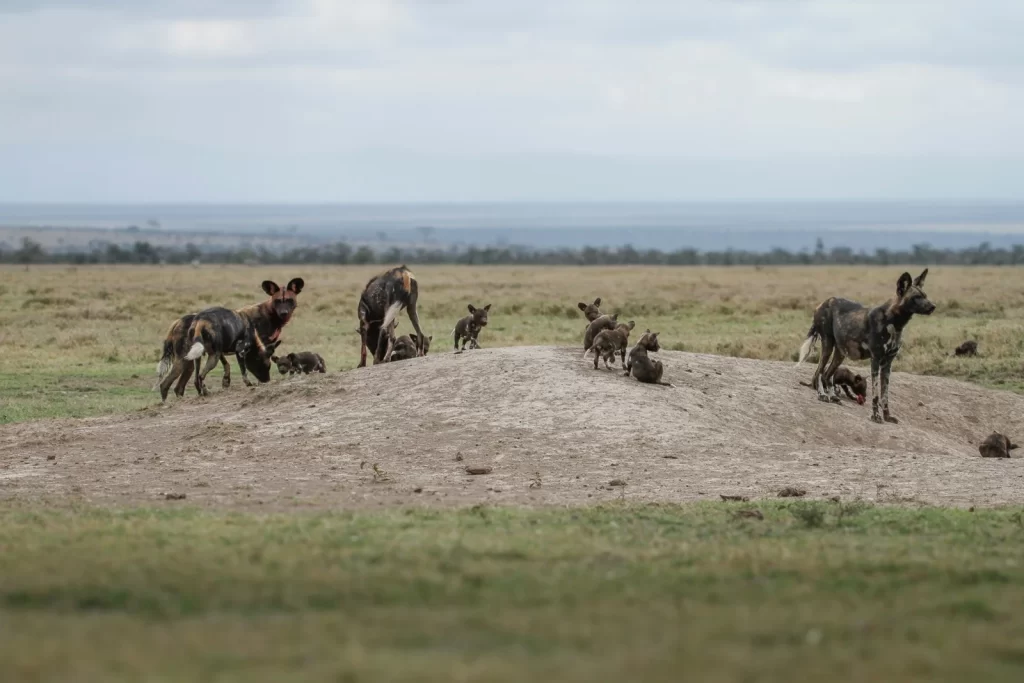 african-wild-dogs-spotted-at-ol-pejeta-Kenya