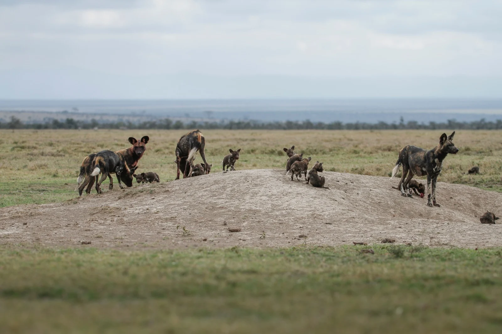 african-wild-dogs-spotted-at-ol-pejeta-Kenya