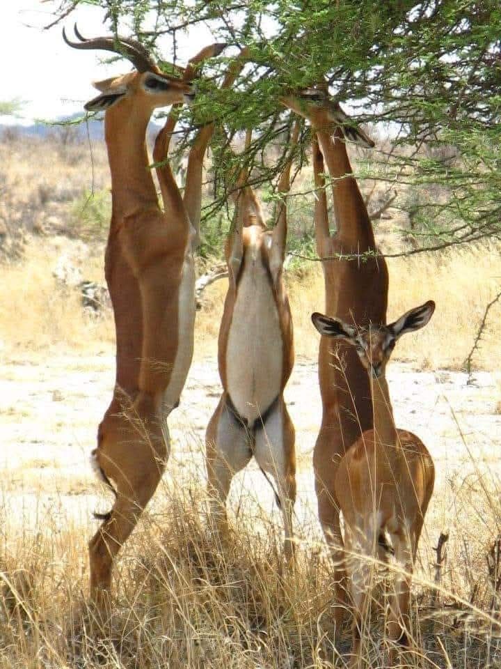 gerenuks-browsing-on-two-legs-at-Meru-National-Park