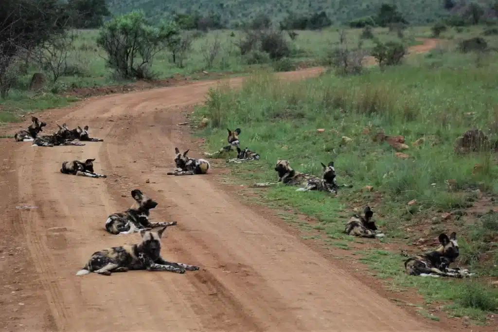 pack-of-african-wild-dogs