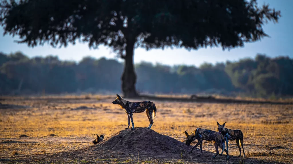 painted-wolves-preparing-for-the-hunt