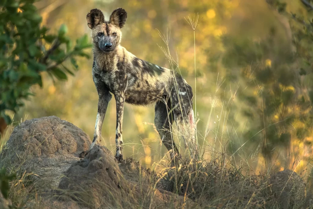 the-endangered-african-wild-dog