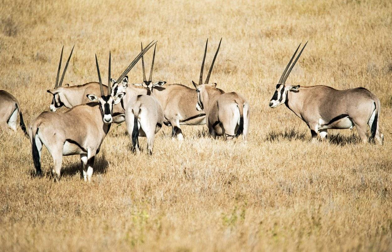 Beisa-oryx