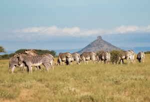 Grevy's-Zebra