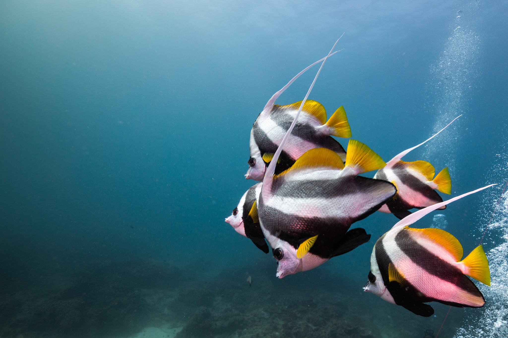 Beyond Diani: Marine-life-at-kisite-mpunguti
