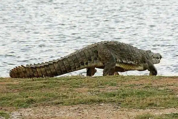Nile-crocodile-in-lake-turkana-in-sibiloi-national-park