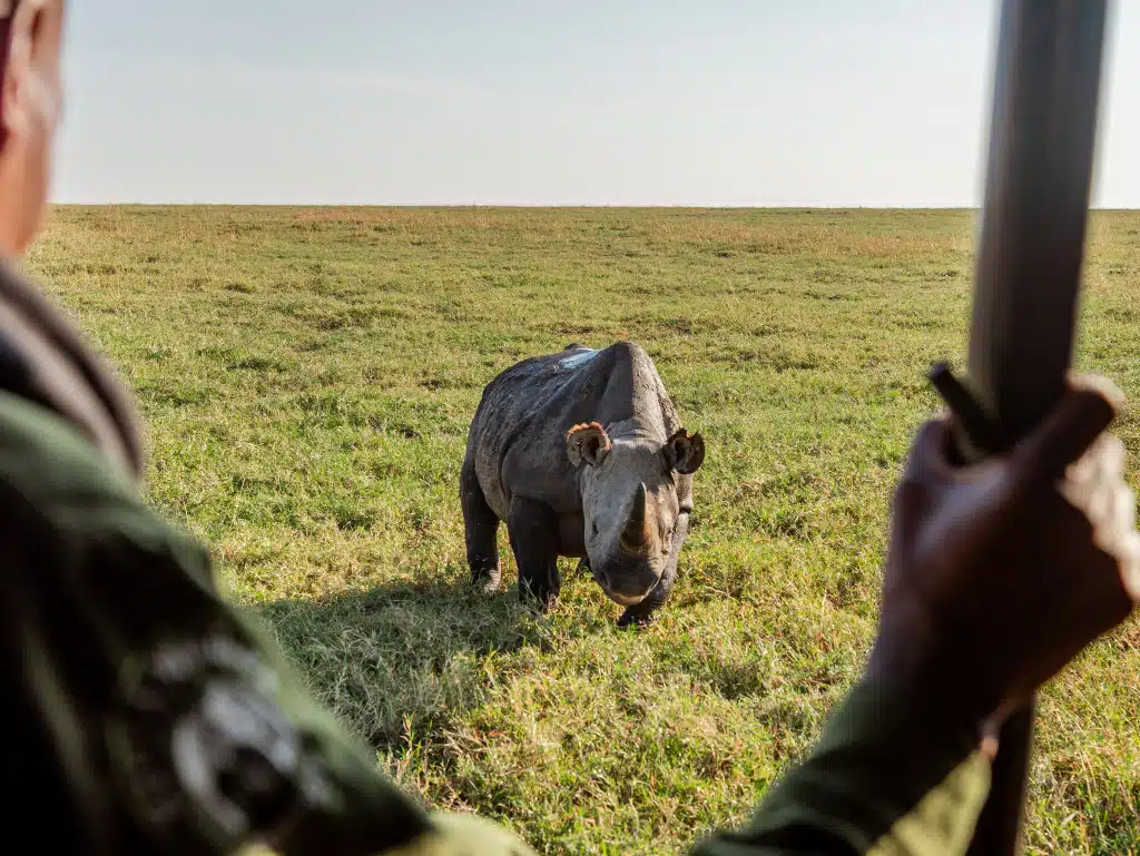 Black rhino seen during a safari at Ol Pejeta Conservancy in Laikipia, Kenya