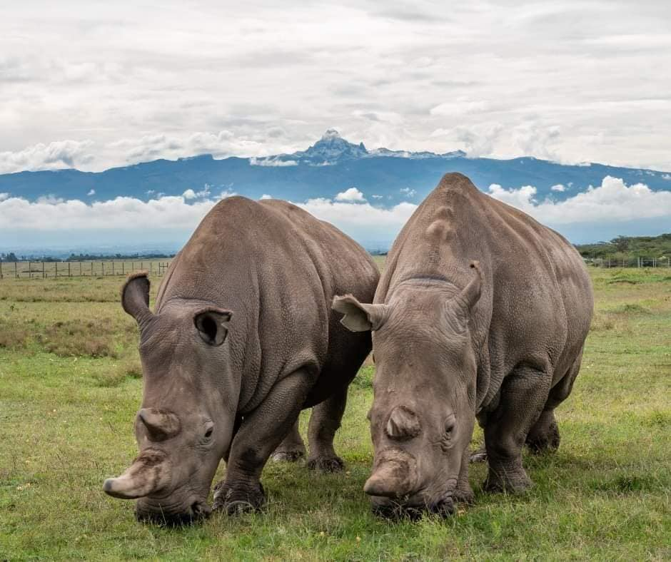 Two southern white rhinos grazing at Ol Pejeta Conservancy in Laikipia, Kenya