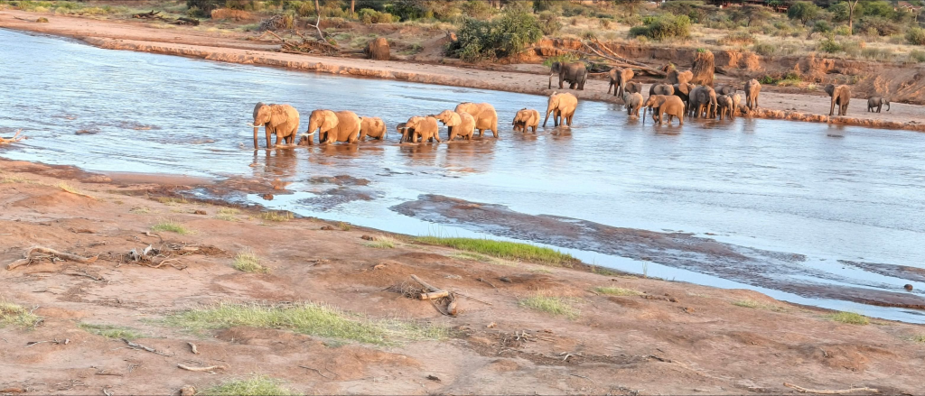 A herd of elephants drinking from a river in the wild, capturing a peaceful moment in nature.