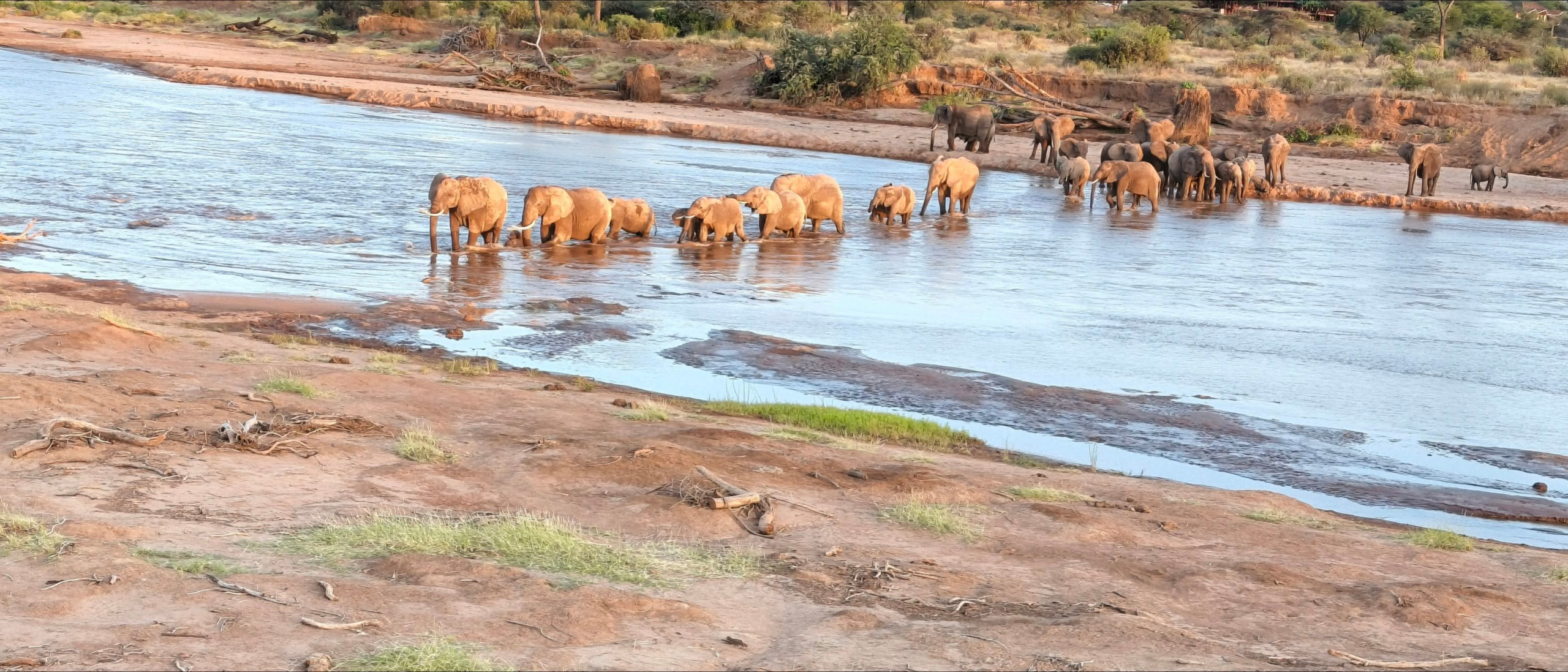 Samburu Safari: elephants-crossing-ewaso-nyiro-river-in-samburu