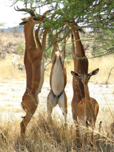 gerenuk