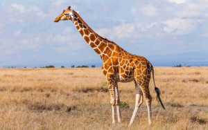 reticulated-giraffe