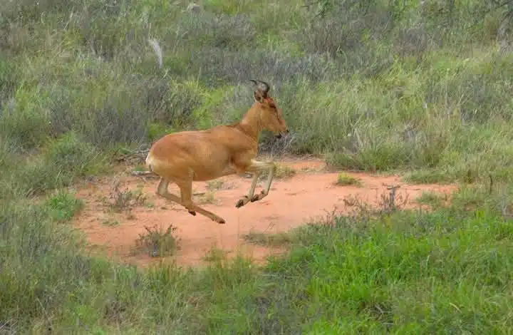 sable-antelope-protected-at-shimba-hills-national-park.