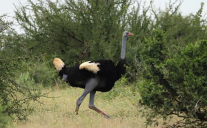 somali-ostrich
