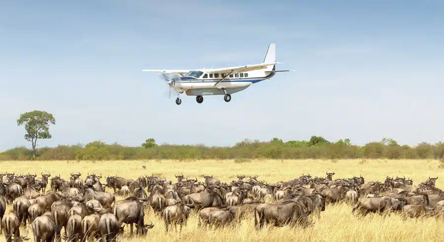 Light aircraft flying over a herd of wildebeest, masai mara kenya