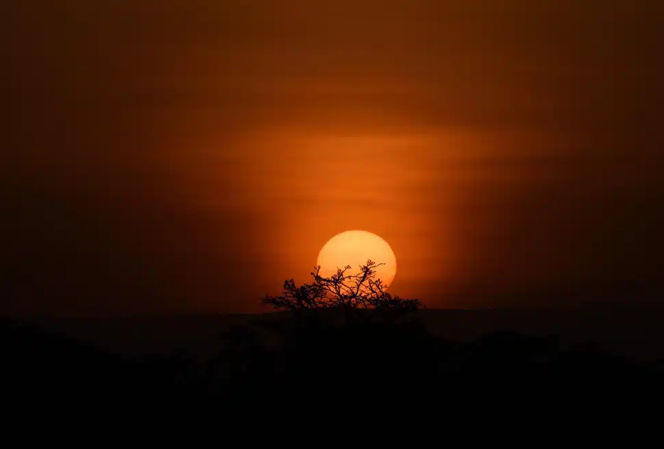 Golden-orange sunset over acacia tree silhouettes in Masai Mara, a safari destination in East Africa.