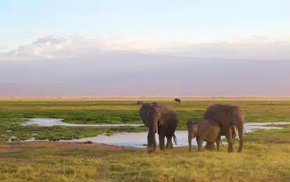 Elephants in Amboseli National Park with the snow-capped peak of Mount Kilimanjaro in the background, a classic East Africa safari scene.