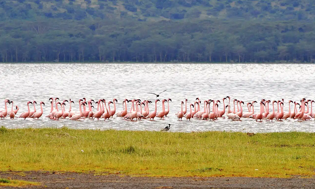 Large flock of pink flamingos on the shores of Lake Nakuru, a top birdwatching destination in Kenya’s Rift Valley.
