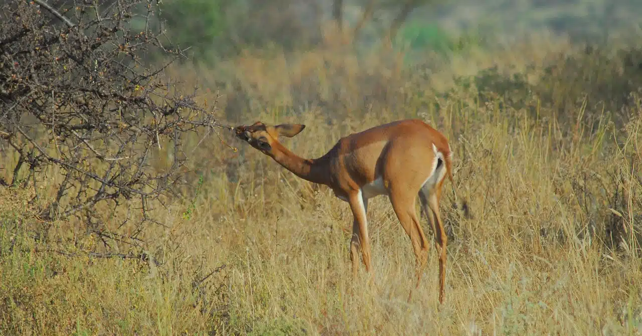 Samburu Safari Secrets: The Allure of the Special Five