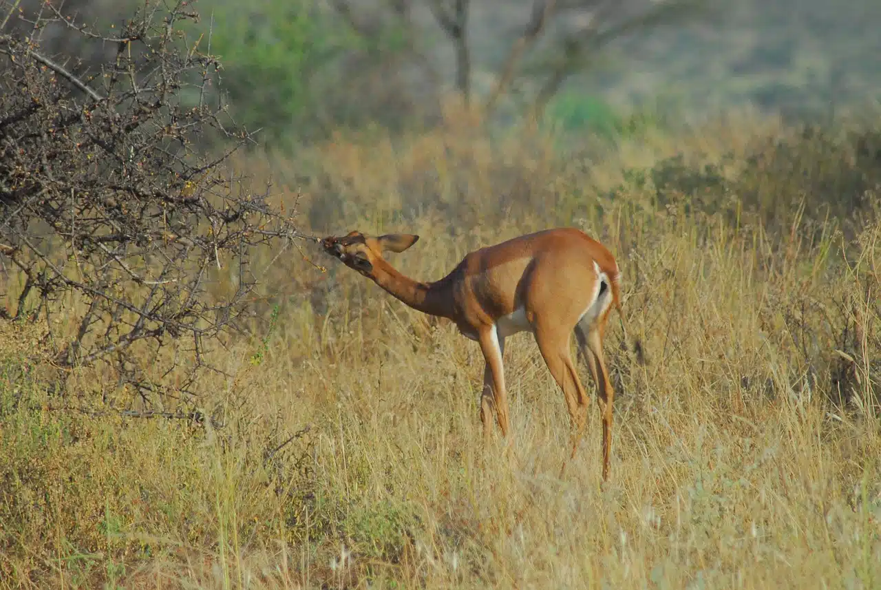 Gerenuk antelope feeding on thorny branches in Samburu National Reserve, Kenya