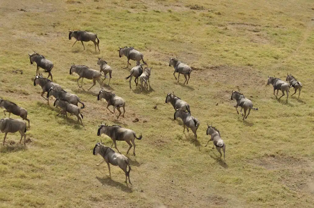 The Great Migration in full motion across the plains of Maasai Mara, Kenya