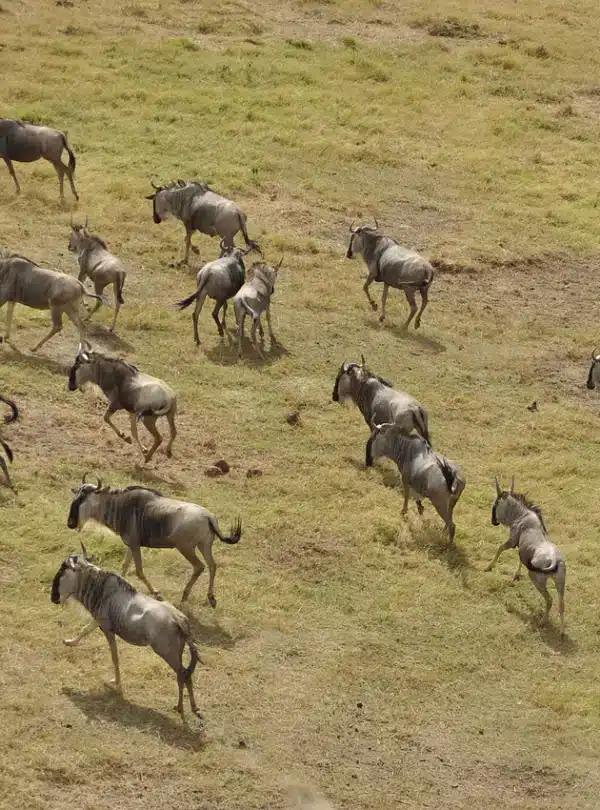 The Great Migration in full motion across the plains of Maasai Mara, Kenya