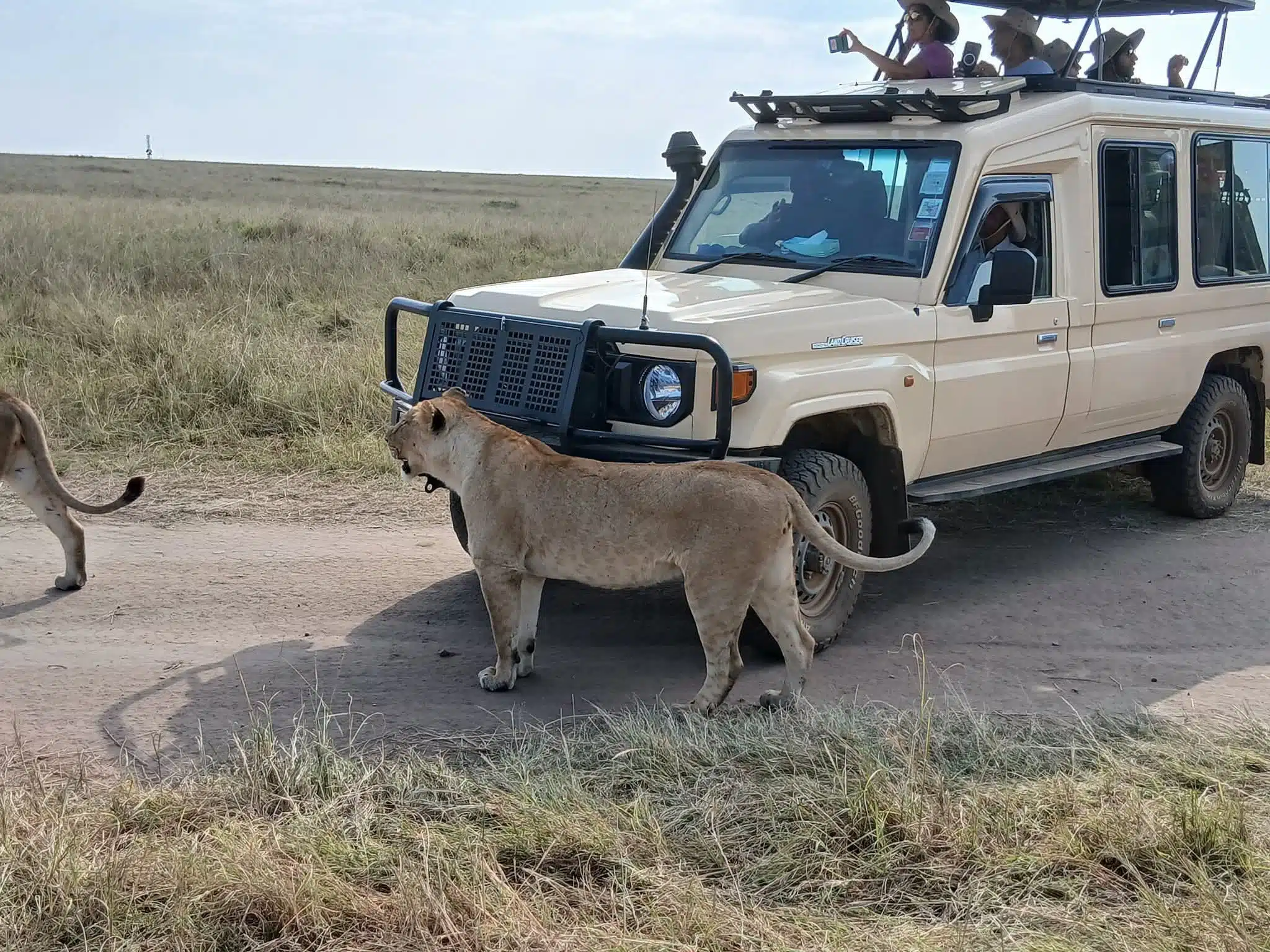 Lioness walking beside safari vehicle with travelers watching in Masai Mara, Kenya wildlife safari experience