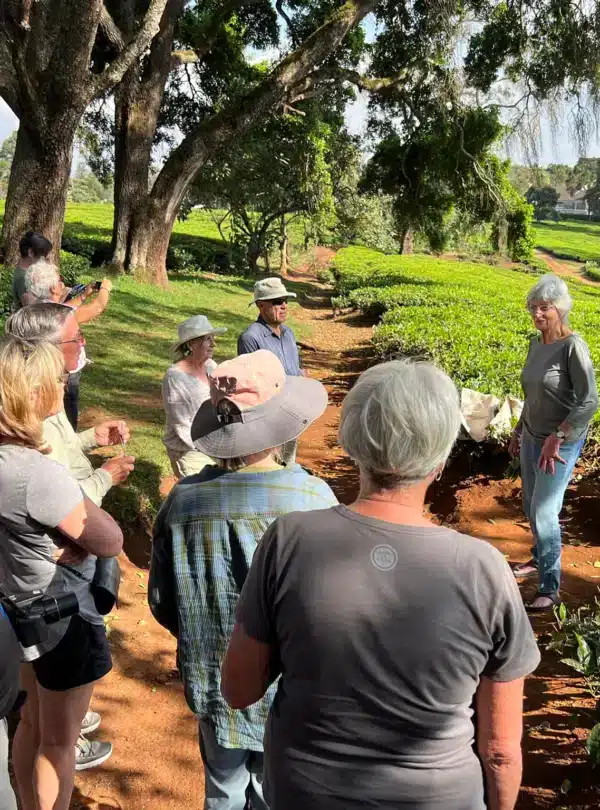 Visitors on a guided tea field tour at Kiambethu Tea Farm in Limuru
