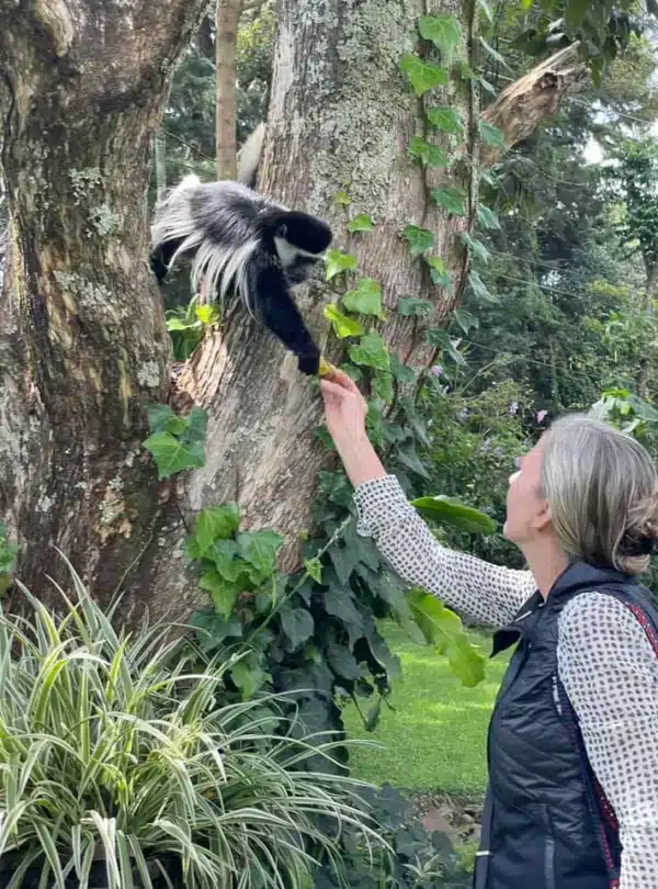 Visitor interacting with a colobus monkey in the garden at Kiambethu Tea Farm in Limuru
