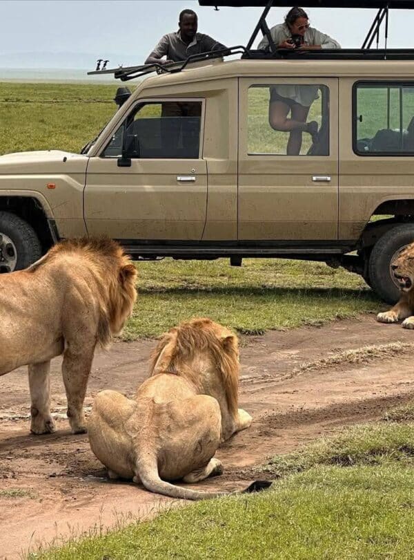 Tourists watching a pride of lions from a pop-up roof safari Land Cruiser during a Nairobi National Park game drive on the Luxury Nairobi Arrival Stopover Tour.