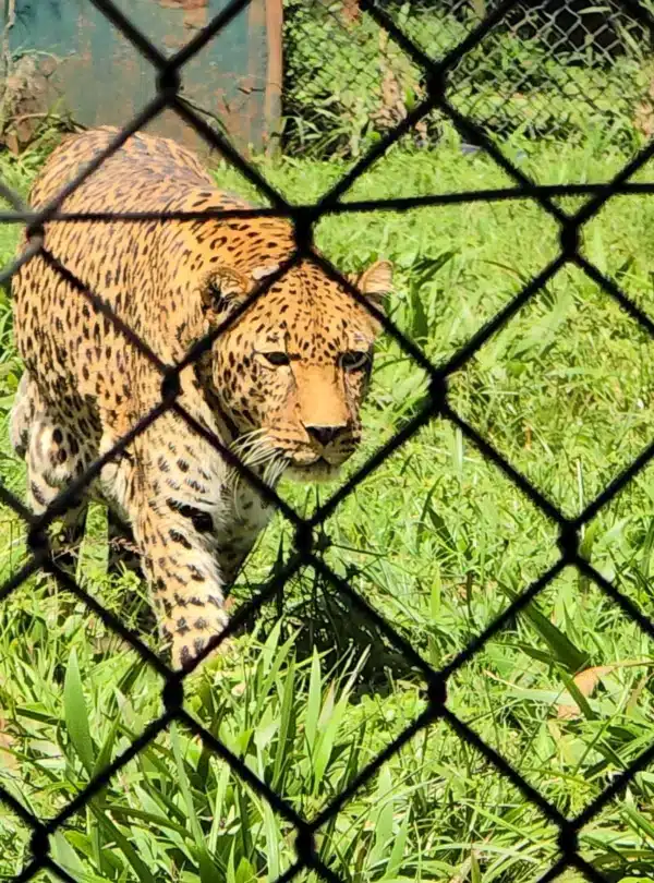 Leopard at the Nairobi Animal Orphanage walking inside its enclosure on a sunny day.