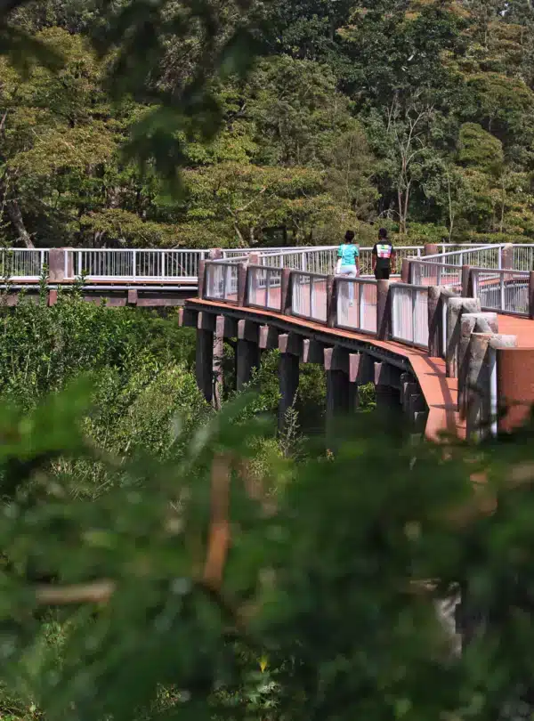 Visitors walking along the raised wooden boardwalk at the Nairobi Safari Walk surrounded by lush forest.