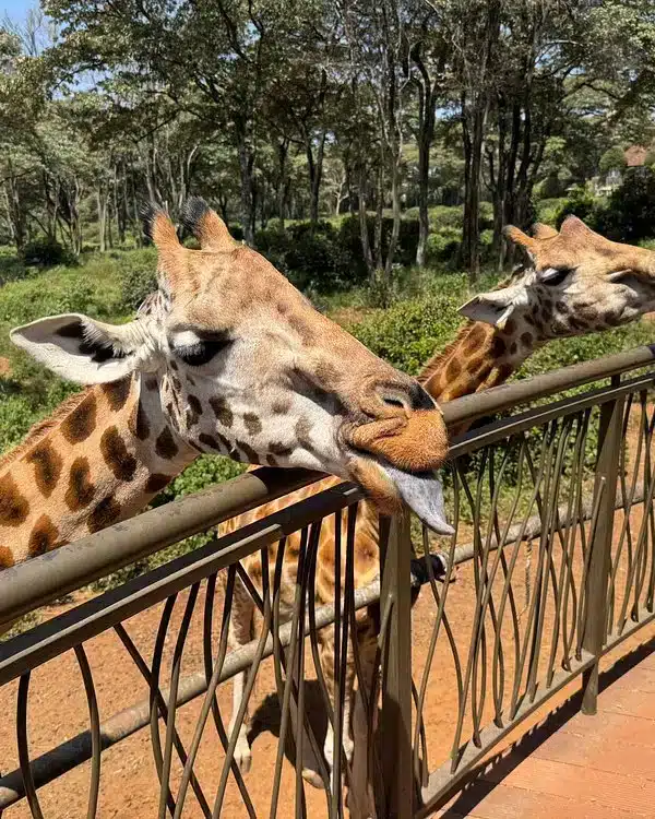 Travelers feeding Rothschild giraffes from an elevated platform at the Giraffe Centre in Nairobi, a key stop on the Nairobi Arrival Stopover Tour.
