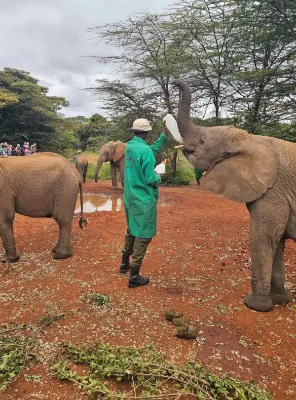 Sheldrick Wildlife Trust caretaker feeding baby elephants during the daily public viewing in Nairobi, part of the Nairobi Arrival Stopover Tour experience.