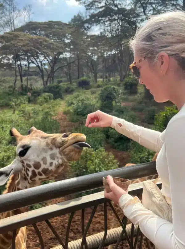 Safari Warm-up: Visitor feeding a Rothschild’s giraffe from a raised platform at the Giraffe Centre in Nairobi, Kenya.