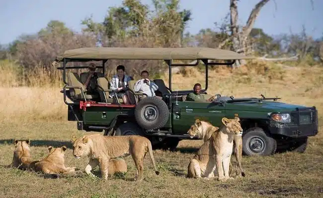 Safari guests observe a pride of lions resting near a safari vehicle during a game drive in Kenya.