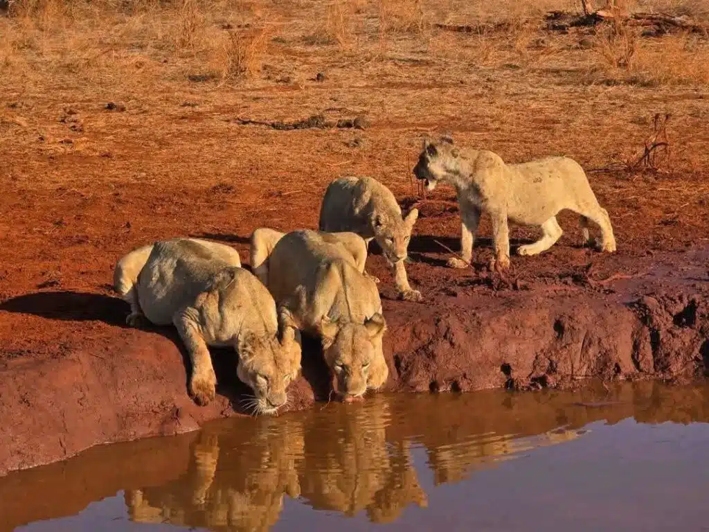 Pride of lions drinking at a riverbank on one of the best Kenya safari itineraries