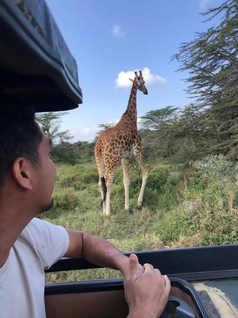 Close wildlife encounter as a guest watches a giraffe from a safari vehicle in Kenya, illustrating Private vs Group Safaris in Kenya.