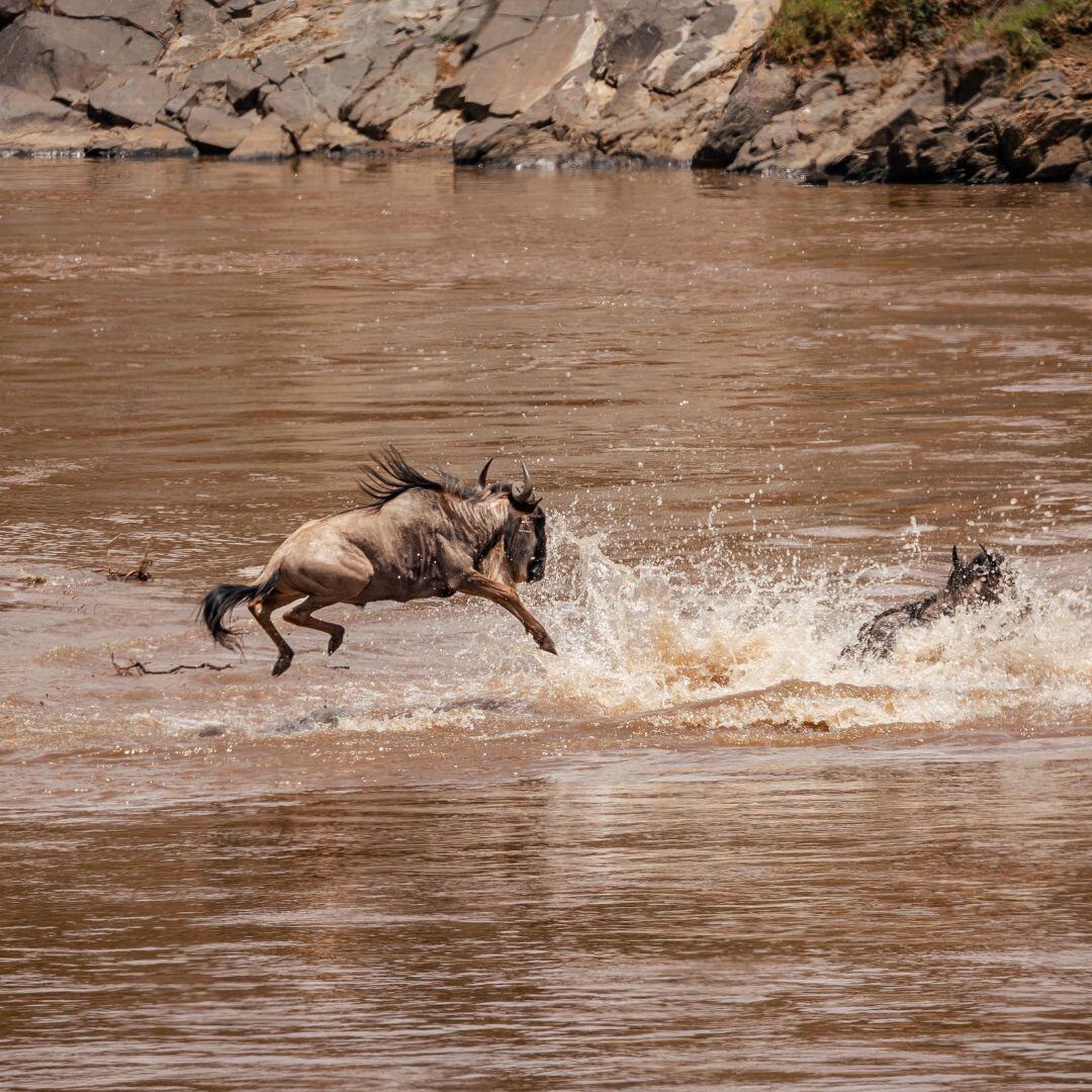 Wildebeest crossing a river during the Great Migration on one of the best Kenya safaris itineraries