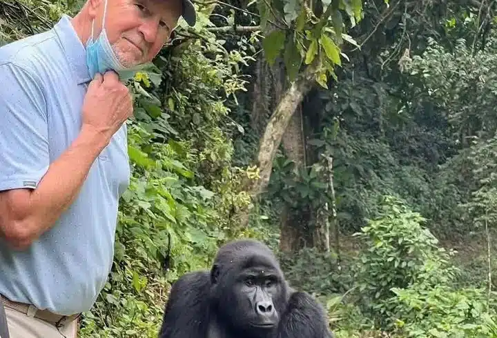 Mountain gorilla encounter during a Bwindi Impenetrable Forest trekking experience in Uganda.
