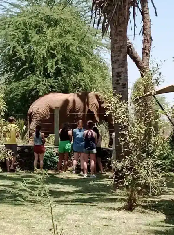 Elephant near guest tents at Ashnil Samburu Camp