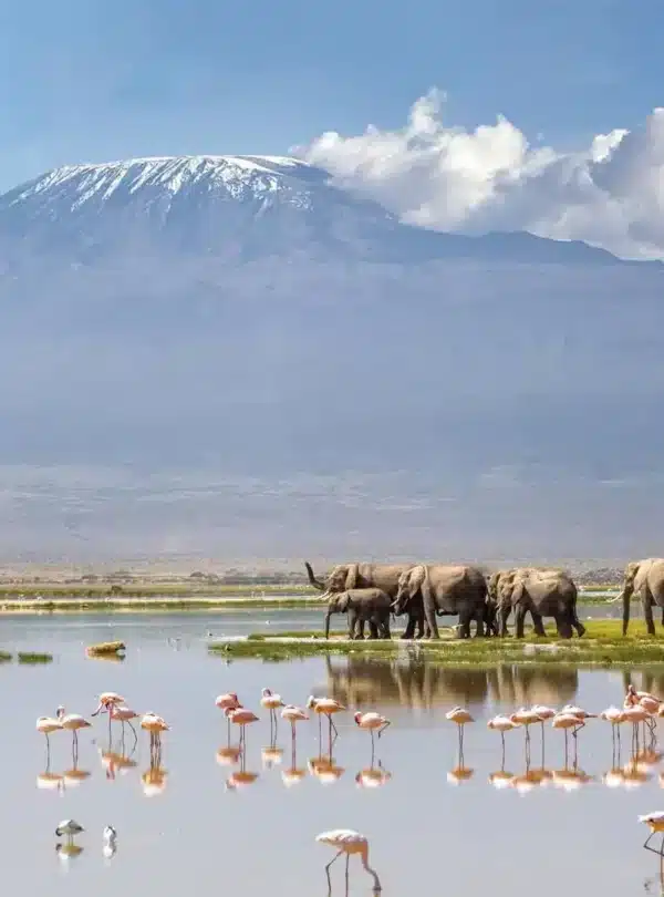 Elephants and flamingos in Amboseli National Park during an 8-Day Kenya Safari with Mount Kilimanjaro in the background