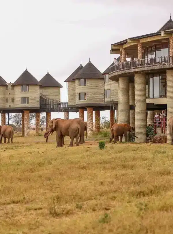 Elephants at Salt Lick Safari Lodge in Taita Hills, Kenya, known for its raised rooms and close wildlife viewing.