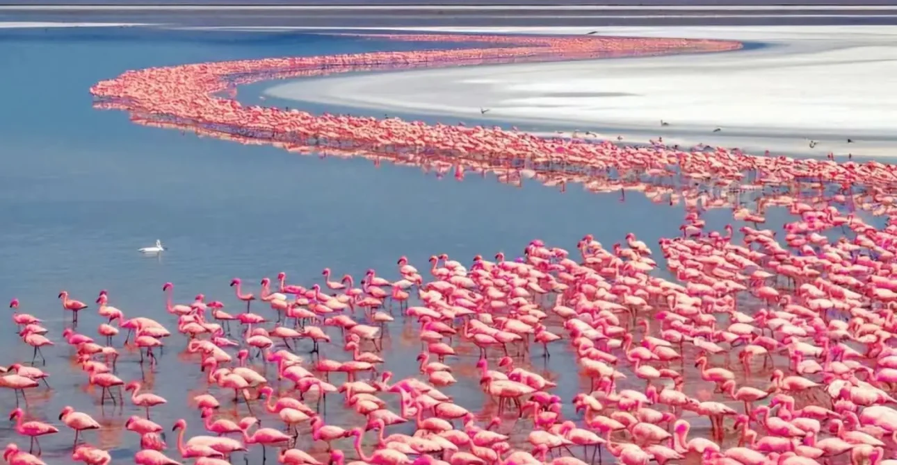 Large flock of flamingos at Lake Nakuru in Kenya.